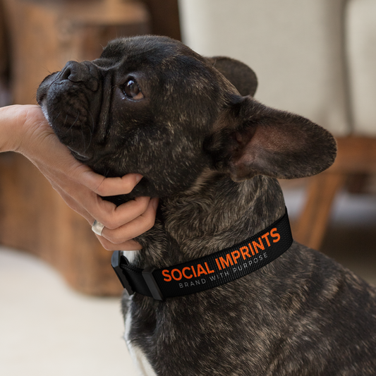 Social Imprints New Hire Pet Collar